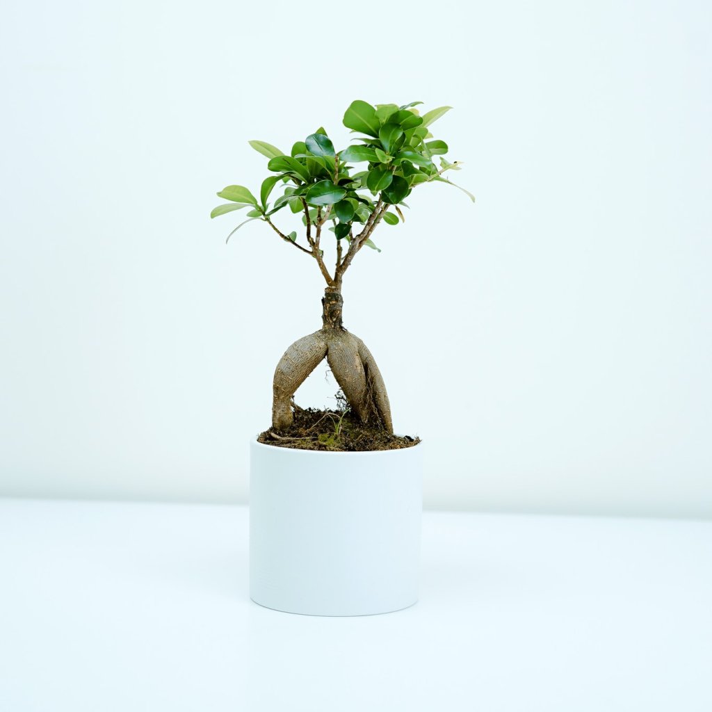 گل و گیاه خانگی