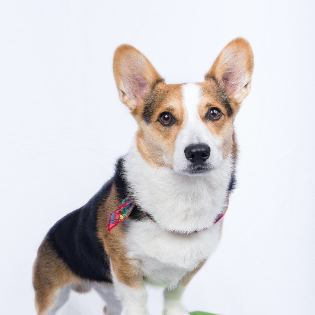 حیوانات خانگی